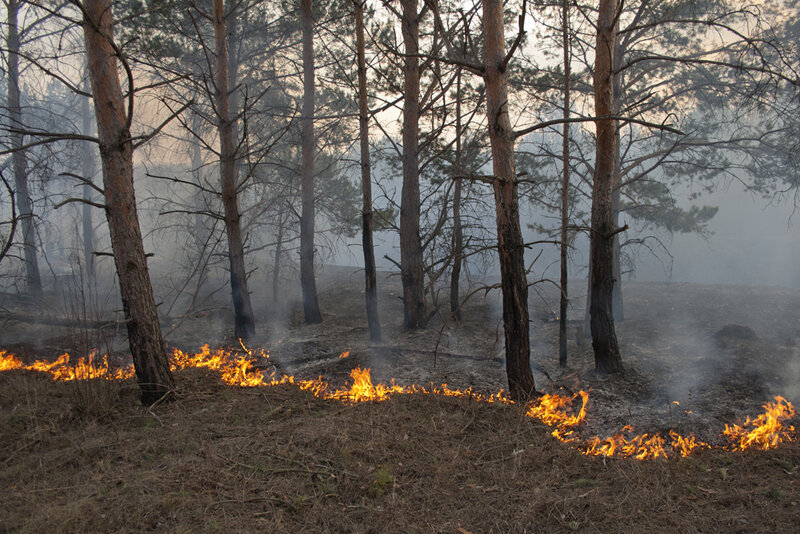 Лесной пал. Пожар в лесу весной. Лес в огне. Огонь в лесу небольшой. Весенние Лесные пожары.